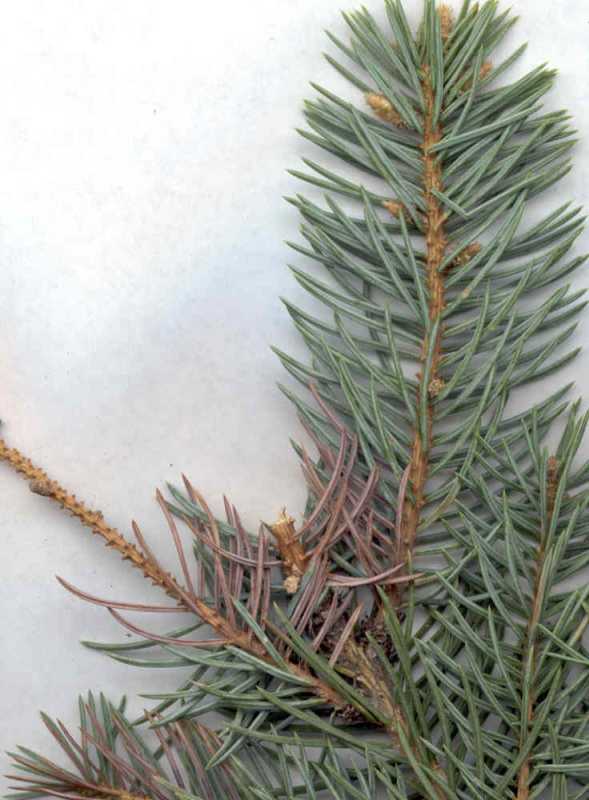 Rhizosphaera needlecast